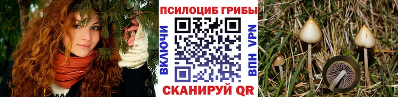 Псилоцибиновые грибы Cubensis мориарти формула Ангарск